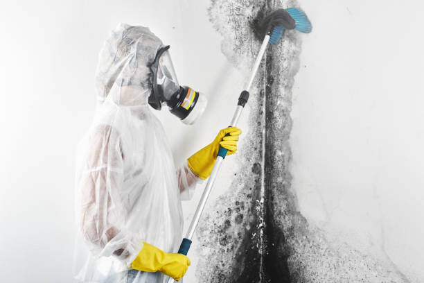 Best Comprehensive Air Testing for Mold Contaminants  in Fletcher, NC